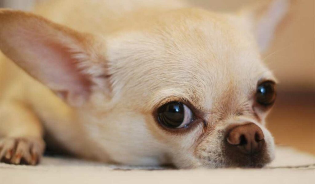Reasons Why People Love Chihuahuas