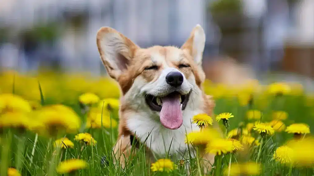 Signs Of a Happy Dog