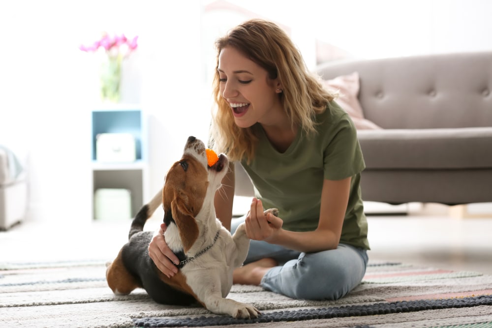 Simple Ways to Keep Your Dog Busy Indoors