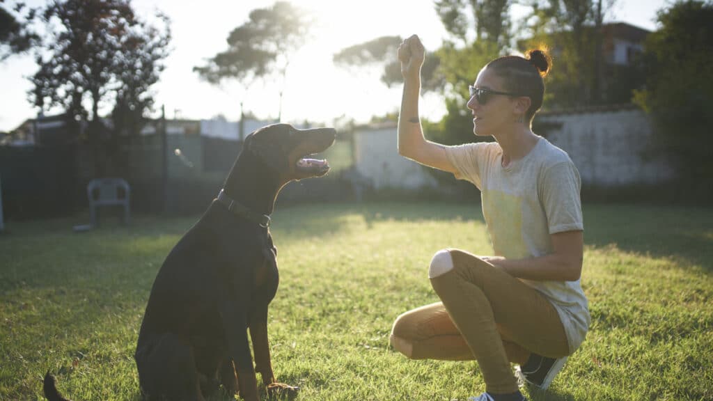 How To Train Your Dog Like a Professional Dog Trainer At Home