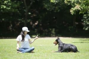How To Train Your Dog Like a Professional Dog Trainer At Home