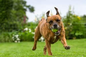 Tips for Training a Hyperactive Dog, With Tools Equipment, Food to Eat, and Other Important Tips