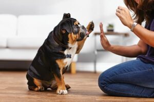 Understanding Top 10 Most Important Dog Behaviour and Its Body Language