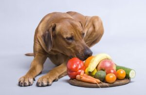 What Fruits Can and Cant Dogs Eat