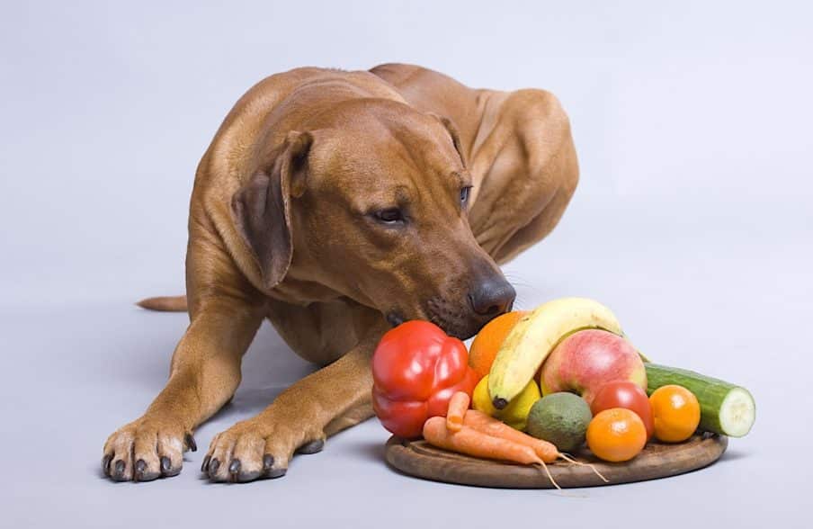 What Fruits Can and Cant Dogs Eat