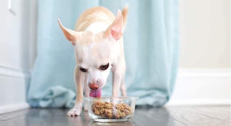 How To Slow Down When Your Dog is a Speedy-Eater