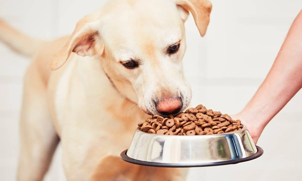 How To Slow Down When Your Dog is a Speedy-Eater