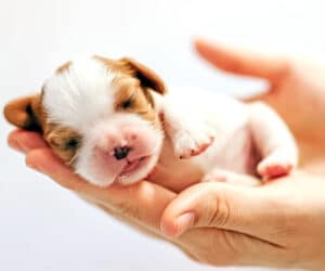Top 5 Tips To Take Care of Puppies When They’re 1 Week, 1 Month, and 3 Month old