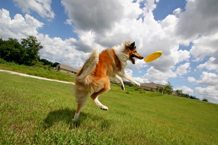 teach dogs to play Frisbee