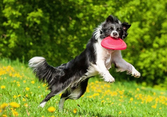 How to teach dogs to play Frisbee