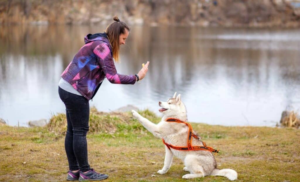 Top 10 Dog Advice and Tips For Top Dog Trainer, Cesar Milan