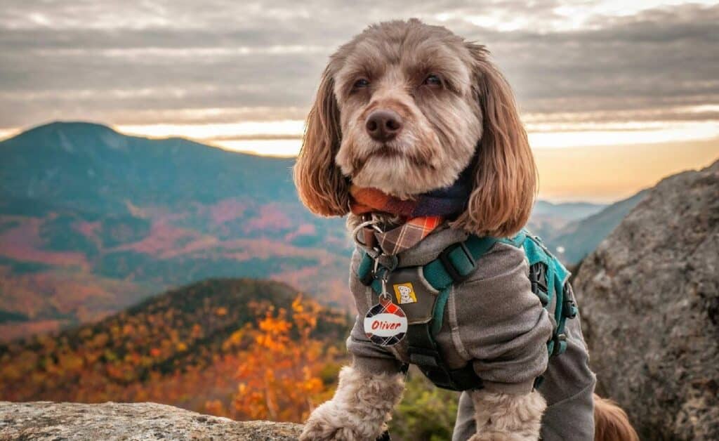 10 Things to Carry When Travel With Small Medium Dogs
